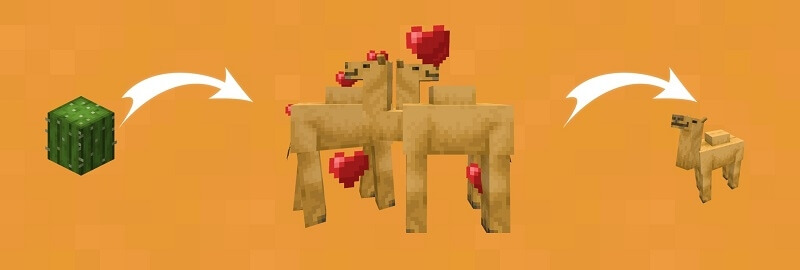 Процесс размножения верблюдов